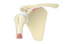 Shoulder anatomy illustration