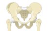 Hip anatomy illustration