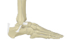 Ankle & Foot anatomy illustration