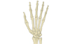 Wrist & Hand anatomy illustration