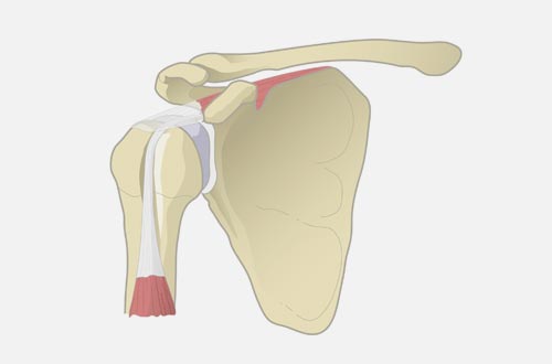 Orthopedic surgery - Shoulder